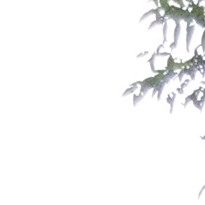 孙蜀芳